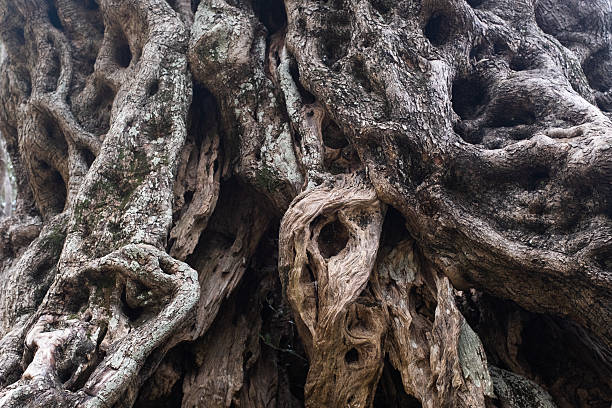 istock Ancient Olive Tree Trunk  Twisted and Gnarled Bark with Natural Patterns in Mediterranean Landscape for publication, poster, calendar, post, screensaver, wallpaper, cover, website. High quality photo 2209347446