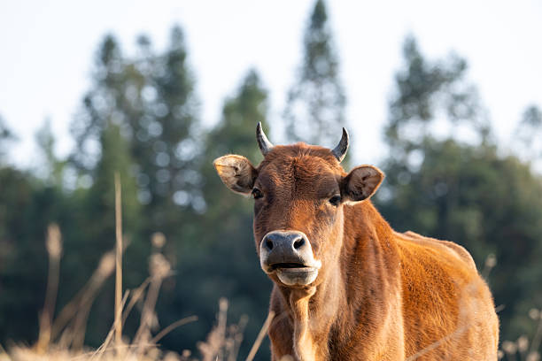 Head of a cow