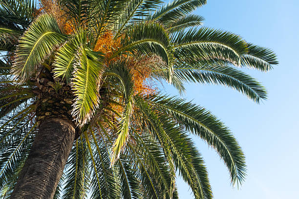 istock Palm Tree with Yellow Dates against a Clear Blue Sky. Ideal for themes related to tropical plants, natural beauty, travel, and warm climates. High quality photography 2209348962