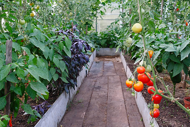 Bright greenhouse filled with fresh vegetables, including ripe red tomatoes and lush green leaves. Perfect for agricultural themes, gardening projects, or healthy lifestyle visuals.