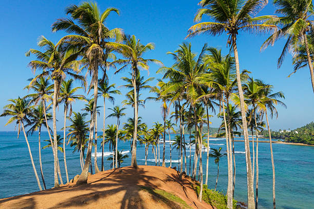 istock The magic of Coconut Tree Hill, Sri Lanka 2209350306