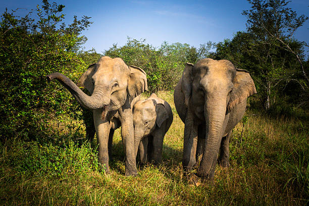 istock Face to Face with Elephant Family, Sri Lanka 2209350307