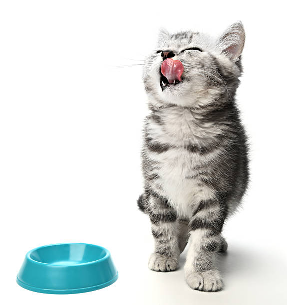 Cute kitten sitting, looking up and licking its lips waiting for yummy isolated on white background. Kitten grey striped posing in studio for print and promotional. Portrait little kitty