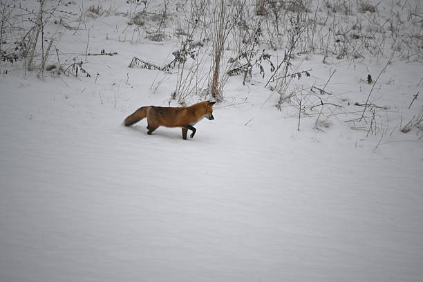 istock Red Fox in Winter Wonderland 2209352483