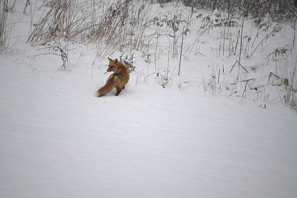 istock Red Fox in Winter Wonderland 2209352580