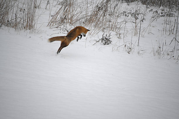 Red Fox in Mid-Air Leap During Winter