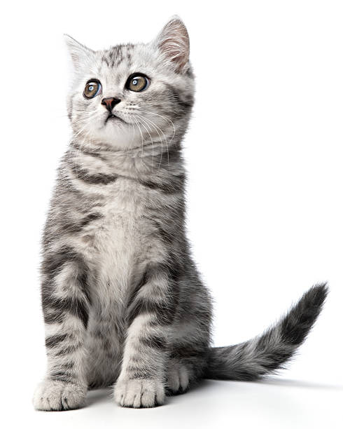 istock Cute tabby kitten with funny facial expression sitting isolated on white background. Striped Charming British shorthair gray young small cat sitting posing side view, looks to left up of camera 2209352888