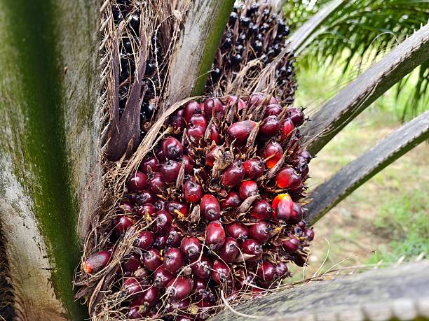 istock oil palm fruit on the tree and ripe 2209356141