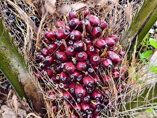 istock oil palm fruit on the tree and ripe 2209356192