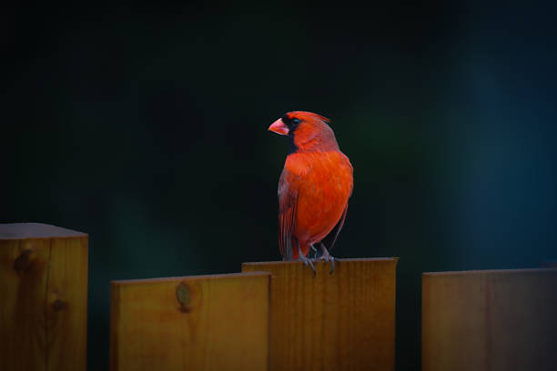 A Cardinal bird male in its natural environment in the Laurentian forest in spring.