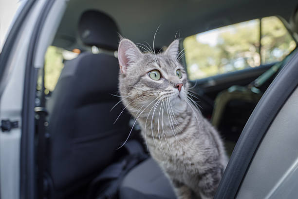 istock Beautiful cat in the car 2209357888