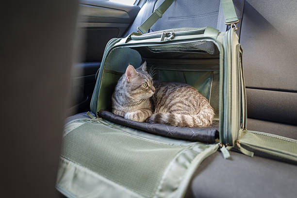 istock Tabby cat in pet carrier riding in a car 2209358014