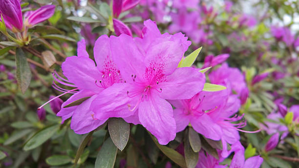 Lush Pink Azalea Blossoms with Green Leaves in Sunlight Pink azaleas blooming in a lush green garden, creating a peaceful and beautiful atmosphere. rhododendron cinnabarinum stock pictures, royalty-free photos & images