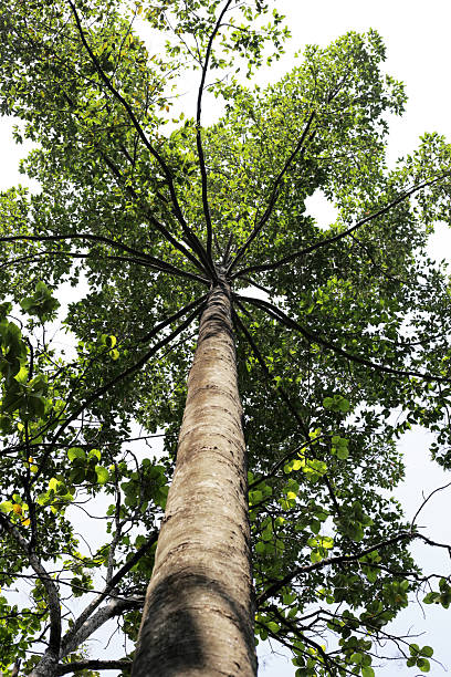 istock Looking down from the tree, a Dipterocarpus tree, a large tree in Vietnam. 2209359920