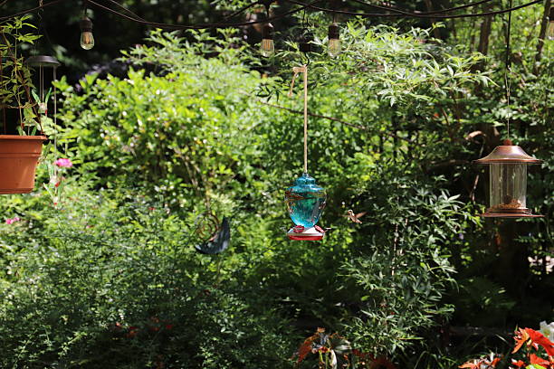 istock Hummingbird flying to Feeder 2209361013
