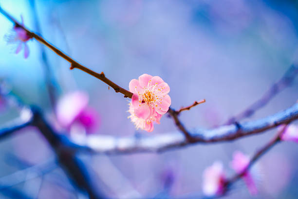 Pink color flower cherry blossom sakura during spring season in Japan