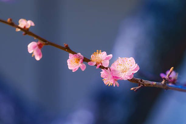 istock Cherry blossom sakura during spring in Japan 2209361107
