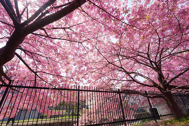 cherry blossom in spring