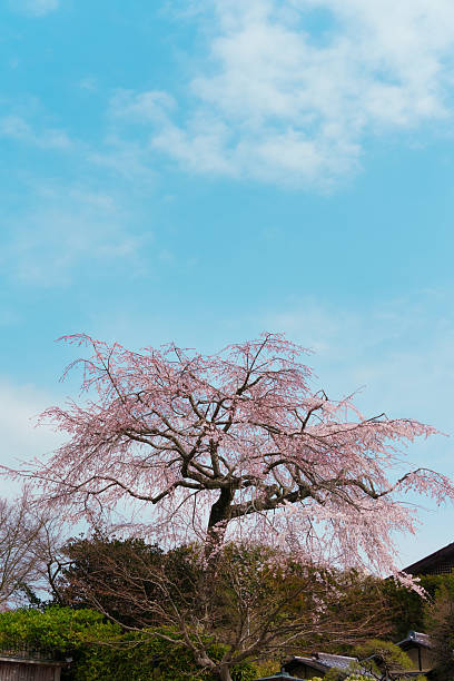 Cherry blossom Shidarezakura sakura during spring in Japan