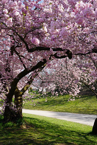 istock A walk among the cherry blossoms. Sakura blossoms in the park. Spring in Germany. Walking path in the park with cherry blossoms. 2209361647