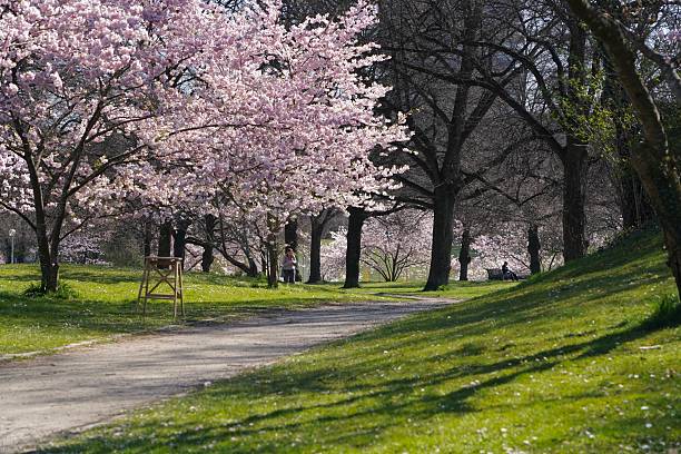 istock A walk among the cherry blossoms. Sakura blossoms in the park. Spring in Germany. Walking path in the park with cherry blossoms. 2209361704