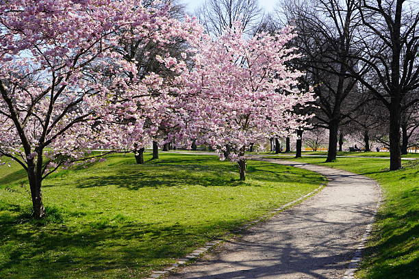 istock A walk among the cherry blossoms. Sakura blossoms in the park. Spring in Germany. Walking path in the park with cherry blossoms. 2209361798