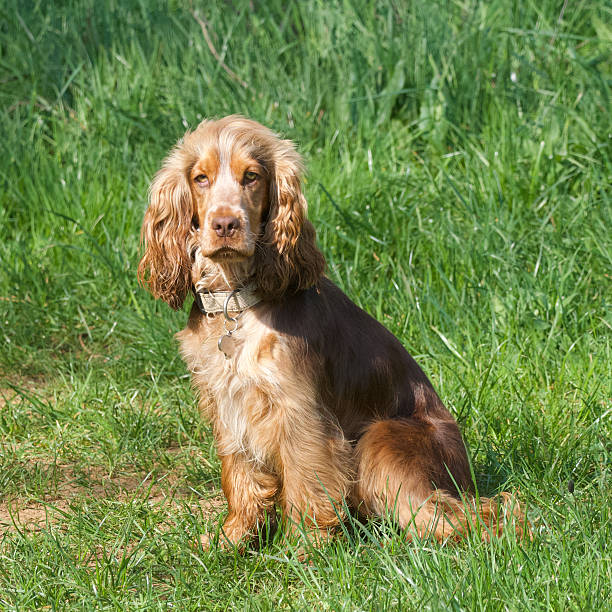 istock One English Cocker Spaniel in the wilderness. 2209362126