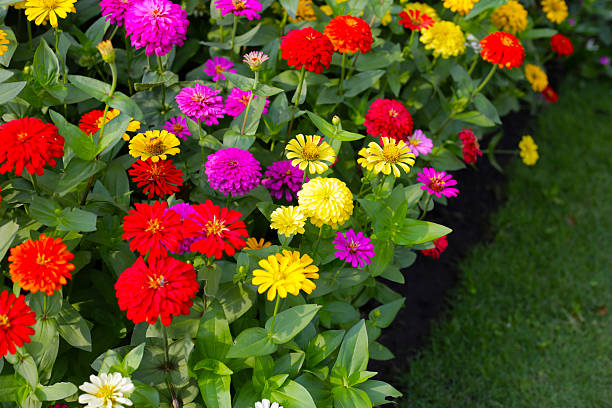 istock Colorful zinnias in full bloom 2209362468