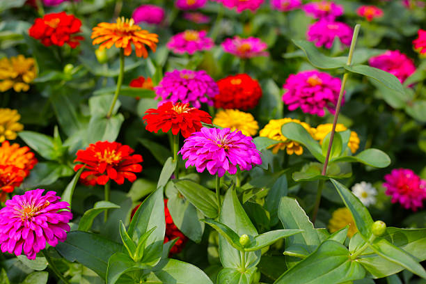 istock Colorful zinnias in full bloom 2209362524