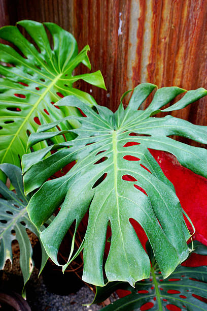 istock Monstera plant at rusty wall in garden 2209368380