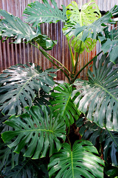 istock Monstera plant decorate at rusty wall 2209368397