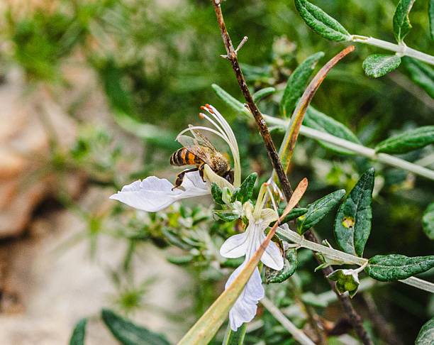 Bee Harvesting Nectar on White Petaled Wildflower