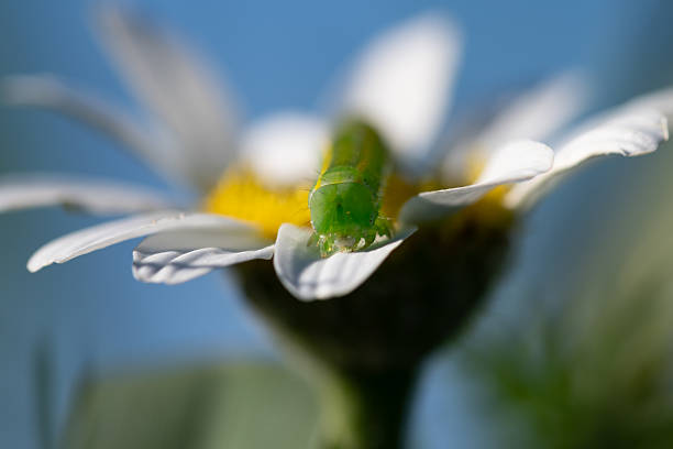 Caterpillar walking on a white flower