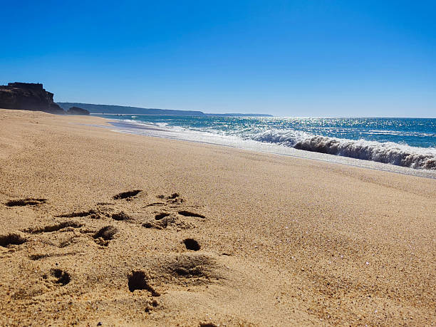 istock Serene beach scene with footprints in the sand, meeting gentle waves under a clear blue sky. Evokes tranquility, relaxation. Ideal for travel or wellness themes. 2209372124
