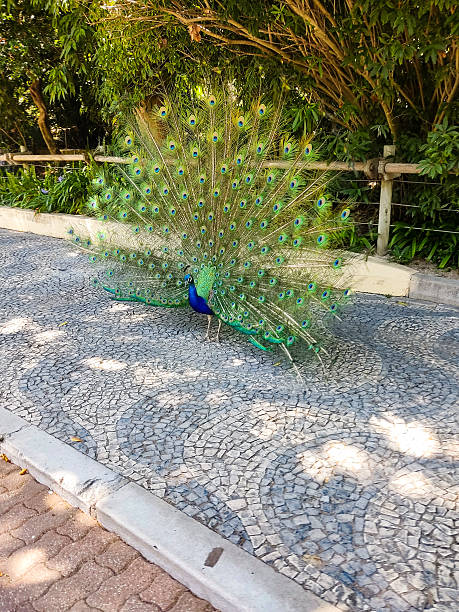 istock Vibrant peacock displaying its iridescent plumage on a cobblestone path, symbolizing beauty, pride, and display. Ideal for nature, travel, or metaphorical themes. 2209373704