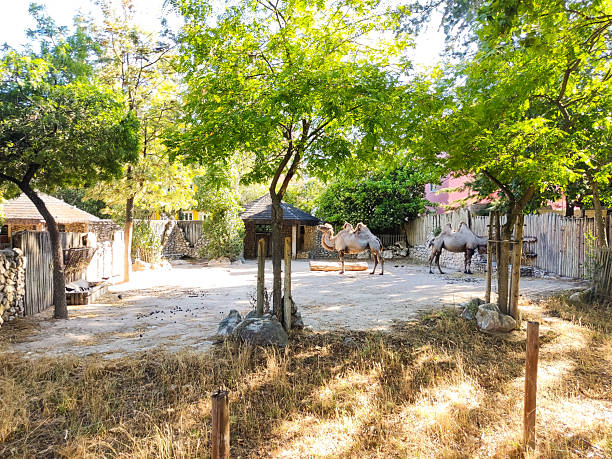 istock Two Bactrian camels rest in a sundrenched enclosure, framed by lush trees and rustic structures. Represents conservation, wildlife, or travel concepts beautifully. 2209373745