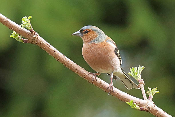 istock Common Chaffinch - Pinson des arbres (Fringilla coelebs). 2209377067