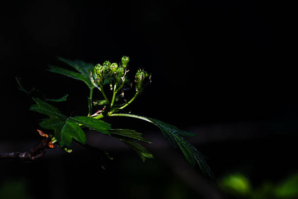 Plant illuminated by a ray of sunlight.