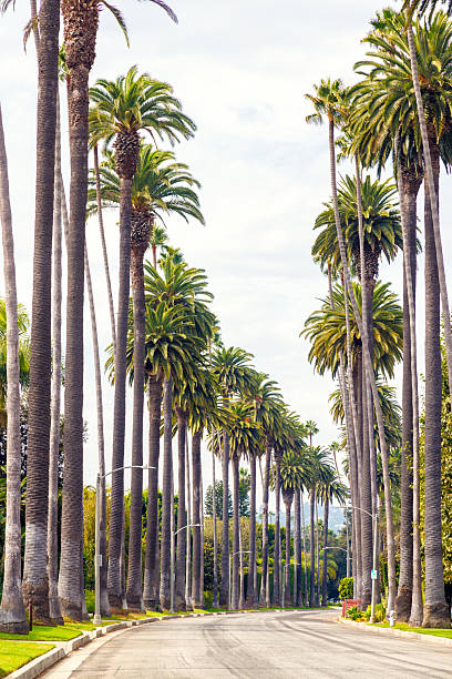 istock Iconic Beverly Hills street lined with towering palm trees under a bright sunny sky 2209377319