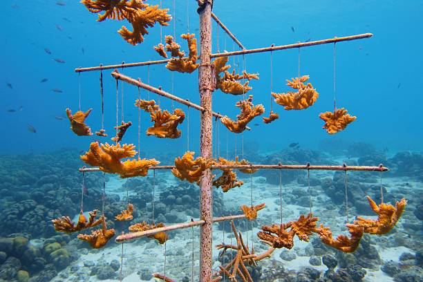 istock Coral nurseries -  environmental protection concept. Coral colony  fixed on sea bootom structure. Bonaire Caribbean Netherlands. 2209378181