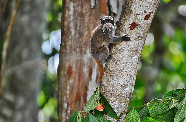 A wild Emperor Tamarin expertly navigates a rugged tree trunk, its agile body gracefully climbing higher. With its striking black and white facial markings, including a distinctive mustache, this small primate captures attention with its playful demeanor. The rich brown fur of its body blends beautifully with the textured bark. Surrounded by lush greenery, the tamarin explores its arboreal habitat, embodying the lively spirit of the rainforest and showcasing the incredible adaptability of this charming species.