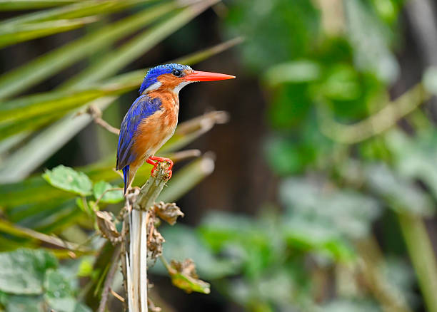 istock Side view of a Malachite kingfisher perching 2209379703