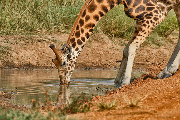 A Critically Endangered wild Nubian giraffe stands gracefully at the edge of a watering hole, its long neck elegantly arched as it drinks from the cool water. The sunlight bathes the scene, highlighting the unique patches of its patterned coat. Alone in the serene landscape, the giraffe is a majestic sight, with the surrounding grasses and sparse trees creating a tranquil backdrop. This moment captures the essence of the African wilderness, showcasing the beauty and grace of this endangered species as it quenches its thirst under the midday sun. Two oxpecker birds can be seen on the ear of the giraffe.