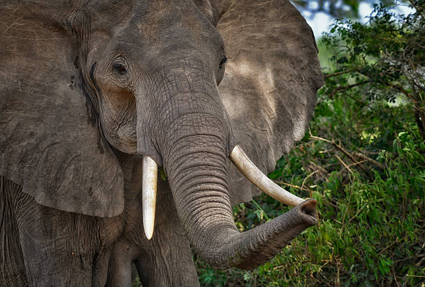 In an evocative close-up, an endangered wild African bush elephant captures the viewer’s attention with its enormous, textured ears and striking tusks. The intricate patterns of its wrinkled skin tell a story of resilience and wisdom, reflecting years spent roaming the vast savanna. Its deep, soulful eyes reveal a gentle intelligence, while the subtle movements of its trunk suggest a connection to the rich environment around it. This powerful creature stands as a symbol of the wild.