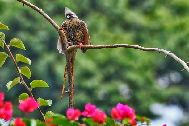 istock A Mousebird perching on a thorny branch in a natural rose bush 2209380086