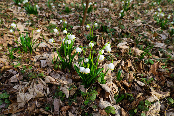 Glade in a spring forest covered with blooming spring snowflakes among fallen brown leaves and green grass. Small white flowers with yellow spots on the tips of the petals rise on thin green stems.