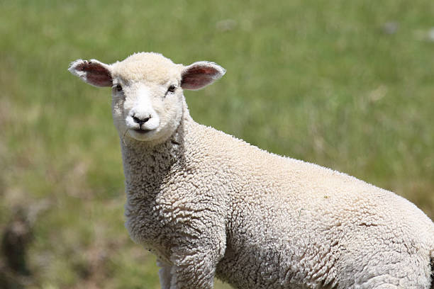 istock Coopworthschaf / Coopworth sheep / Ovis 2209383604
