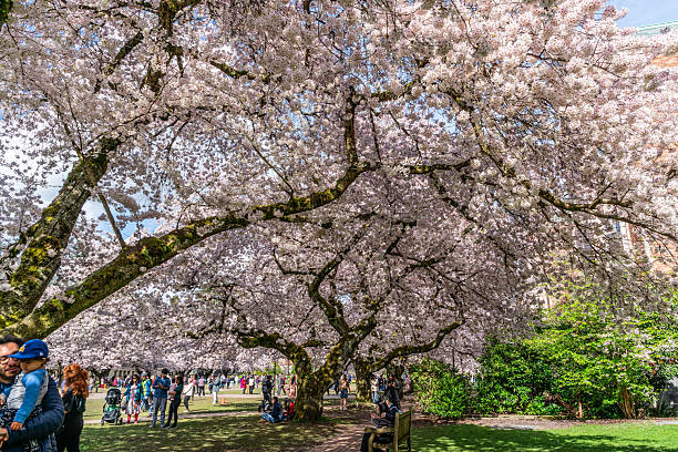 Seattle WA., USA  - APRIL 3  2025: Crowds enjoy cherry blossoms at theUniverstiy Of Washington Quad in Spring.