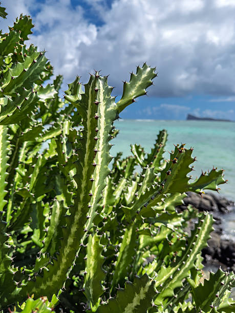 istock Coastal Cacti: Succulent Plants Thriving on Tropical Shoreline with Turquoise Ocean View 2209384638