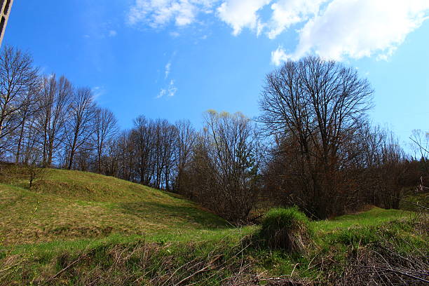 A grassy hill with trees and blue sky. Outdoor. Tree. Sky. Grass. Nature